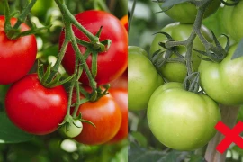Cà chua rất tốt nhưng có hai loại không nên ăn 