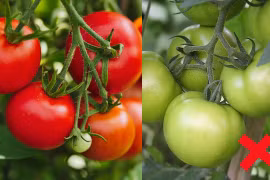 Cà chua rất tốt nhưng có hai loại không nên ăn 