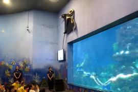 Chuyện về những “nàng tiên cá” ở thủy cung