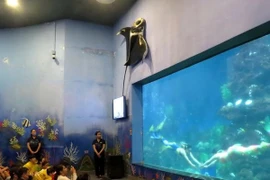 Chuyện về những “nàng tiên cá” ở thủy cung