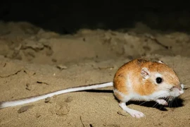 10 cách khó tin mà động vật áp dụng để sống sót 