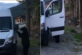 Gấu đen biết mở cửa xe Mercedes như người gây hoang mang