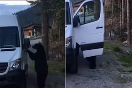 Gấu đen biết mở cửa xe Mercedes như người gây hoang mang