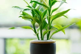 Đặt cây trúc ở đâu để thu hút tài lộc, tránh tai họa!