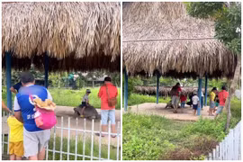 Bức xúc với nhóm du khách ngồi lên lưng rùa sống chụp ảnh