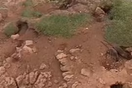 Chuột khổng lồ xuất hiện ở Vương quốc Anh gây sợ hãi