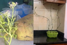 Tích trữ thực phẩm mùa dịch, netizen đua nhau khoe “hậu quả”