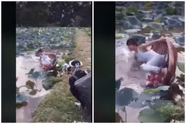 Mải tạo dáng bên hồ sen, cô gái nhận cái kết “đắng ngắt“