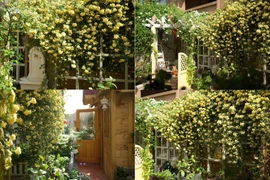 Mãn nhãn trước khu vườn 4 mùa hoa nở