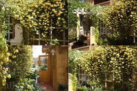 Mãn nhãn trước khu vườn 4 mùa hoa nở