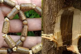 Mẹo phân biệt trầm hương thật - giả cực kỳ quan trọng