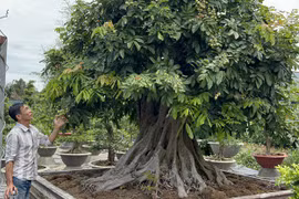 Độc đáo cây nhãn bonsai kiểu lạ, giá bán lên đến gần 200 triệu đồng