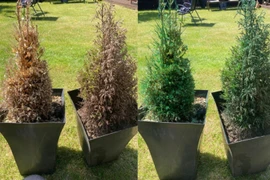 Người phụ nữ gây sốt nhờ hồi sinh cây cối đã chết