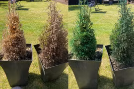 Người phụ nữ gây sốt nhờ hồi sinh cây cối đã chết