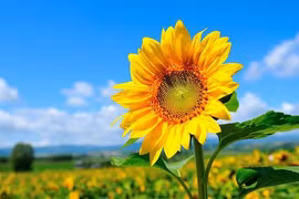 Nửa cuối tháng 3 Âm lịch, 3 con giáp biết cách thích nghi