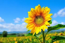 Nửa cuối tháng 3 Âm lịch, 3 con giáp biết cách thích nghi