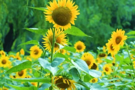 Những người không thể kiếm được tiền lớn, trừ khi thoát khỏi 3 vấn đề