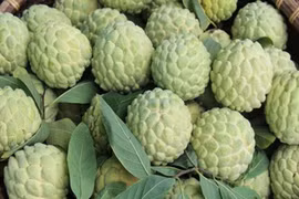 Không được làm điều này khi ăn quả na để tránh hại sức khỏe