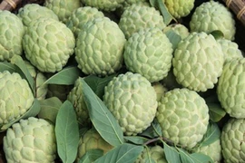 Không được làm điều này khi ăn quả na để tránh hại sức khỏe