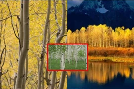 Loại cây sống lâu nhất thế giới, thọ 80.000 tuổi