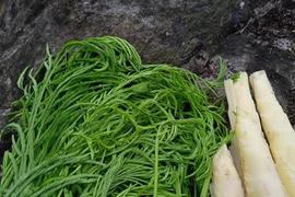 Loại rau rừng nghe tên đã thấy bốc mùi trở thành đặc sản