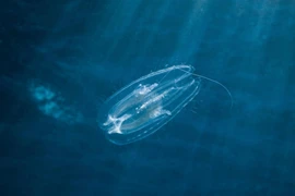 Loài động vật nào xuất hiện đầu tiên trên Trái Đất?