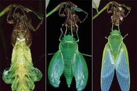 Những màn lột xác độc đáo trong thế giới động vật