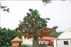 Cây nguyện ước ở ngôi làng 700 tuổi hút khách đến cầu nguyện
