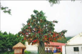 Cây nguyện ước ở ngôi làng 700 tuổi hút khách đến cầu nguyện
