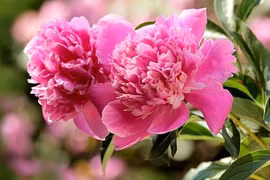 3 con giáp được Thần Tài ghé thăm, cuối tháng 11 rước lộc về nhà