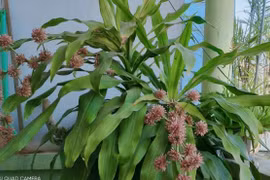 5 loại cây cực hiếm ra hoa, mỗi khi ra hoa chính là “điềm báo” 