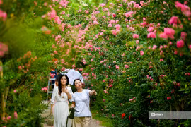 Người dân thích thú check-in trong mùa tường vi nở rộ