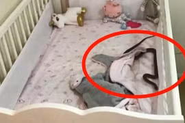 Phát hiện cảnh tượng đáng sợ trong cũi, mẹ vội vàng bế con tháo chạy