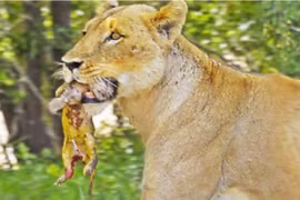 Hé lộ khoảnh khắc thiêng liêng của chúa tể rừng xanh 