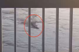 'Thủy quái' sông Hàn dài gần 10m bơi linh hoạt gây xôn xao 