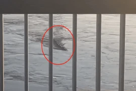 'Thủy quái' sông Hàn dài gần 10m bơi linh hoạt gây xôn xao 