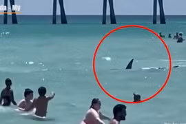 Kinh hoàng khoảnh khắc cá mập bơi giữa những người tắm biển