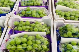 Nho sữa được bán đầy chợ Việt với giá chỉ từ 99 nghìn đồng/kg