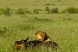Cả gan tấn công ‘lãnh chúa vùng đổng cỏ’, trâu rừng phải trả giá