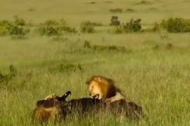 Cả gan tấn công ‘lãnh chúa vùng đổng cỏ’, trâu rừng phải trả giá