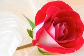 3 con giáp cần cù bù khả năng, từ con số 0 đi lên