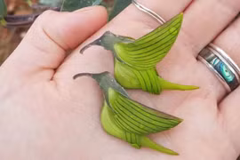 Loài hoa được gọi là 'chim' - xinh đẹp lạ lùng, là thảo dược tốt 