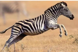 Ngựa vằn cũng là ngựa, tại sao không ai cưỡi? 