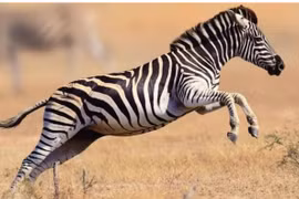 Ngựa vằn cũng là ngựa, tại sao không ai cưỡi? 