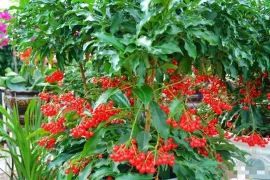 Trồng loại cây cảnh này như rước 'kho vàng' vào nhà