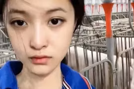 Kiếm 14.500 USD nhờ việc nuôi lợn sau khi tốt nghiệp đại học