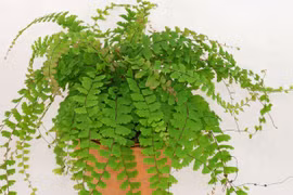 6 loại cây leo vừa dễ trồng vừa tạo cảm giác mát mẻ