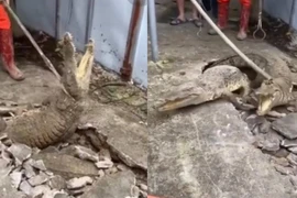 3 con cá sấu bất ngờ chui lên từ vỉa hè nứt nẻ