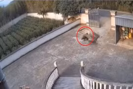 Cổng sắt kiên cố bị "sinh vật lạ" húc văng: Rốt cuộc là con gì?