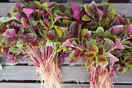 Loại rau đang vào mùa là thuốc quý ngừa bệnh tim, chống ung thư